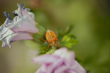 small orange insect on the leaves of a tree