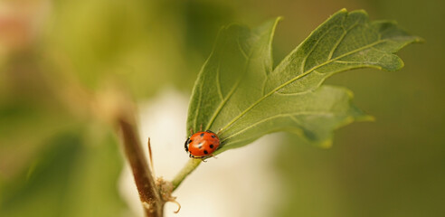 little ladybug on the green leaf of a tree