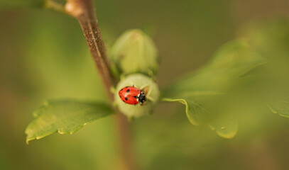 little ladybug on the green leaf of a tree