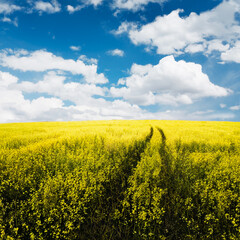 Obraz premium beautiful summer fields