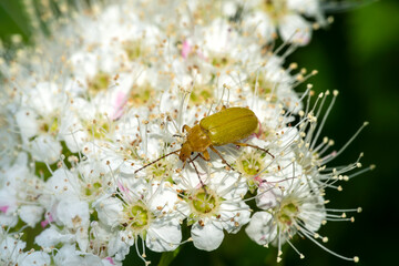 Sulphur Beetle (Cteniopus sulphureus) feeding on a spirea shrub flower which is a yellow flying insect, stock photo image