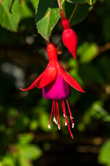 Fuchsia 'Mrs Popple' a perennial hardy autumn summer flowering shrub plant with a red purple...