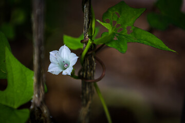 White Wildflower