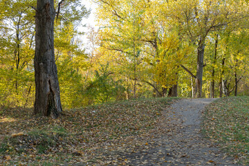 Fototapeta premium Autumn colors in sunny day in city park. Fallen leafs on the ground. Pathway among trunk trees with yellow leaves. Landscape golden foliage and plants. Autumn reflections. Fall bright. Beauty in natur