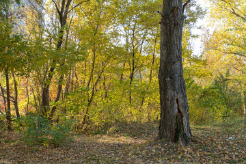 Fototapeta premium Autumn colors in sunny day in city park. Fallen leafs on the ground. Pathway among trunk trees with yellow leaves. Landscape golden foliage and plants. Autumn reflections. Fall bright. Beauty in natur