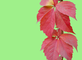 Red leaves of creeping wild maiden grapes on green background. Colorful purple yellow five leaf parthenocissus quinquefolia in autumn. Greeting card bright foliage girlish grapes. Natural overgrown.
