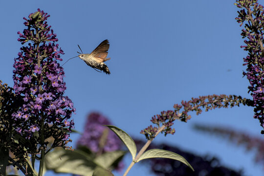 Papillon Sphinx butine une fleur