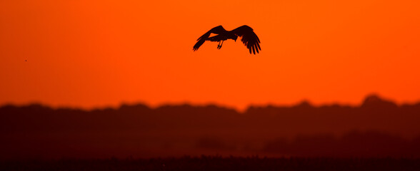 Obraz na płótnie Canvas Silhouette of a bird on the background of the sunset.