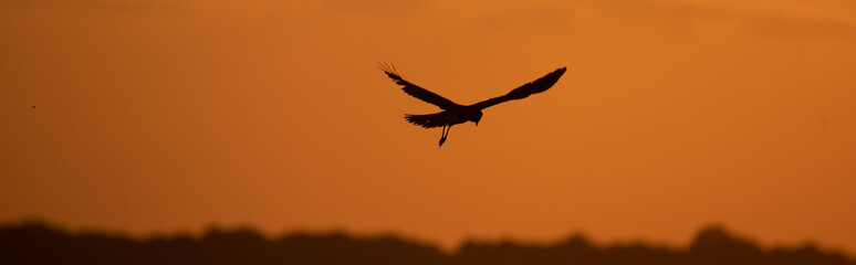 Silhouette of a bird on the background of the sunset.