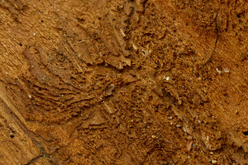 Les scolytes dans les épicéas 