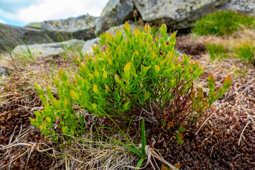 Mountain flowers in the Low Tatras in Slovakia