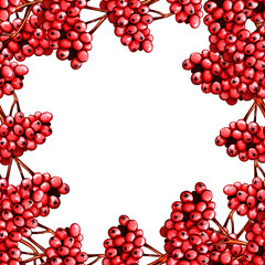 Rowan tree berry frame copy space. Autumn ornament. Hand drawn watercolor colored pencils illustration.