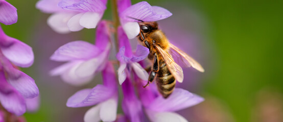 Bee collects nectar and pollen on a blue flower.