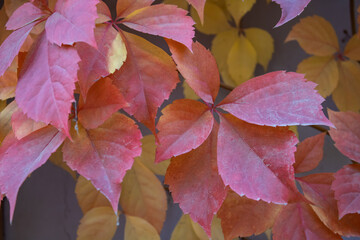 Red leaves of creeping wild maiden grapes in autumn. Natural overgrown background of colorful purple yellow five leaf parthenocissus quinquefolia close up. Texture bright foliage girlish grapes.