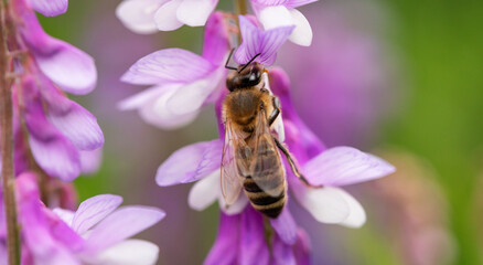 Bee collects nectar and pollen on a blue flower.