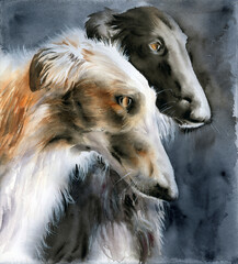 Watercolor illustration of two hunting greyhounds, white and fawn, on a dark background