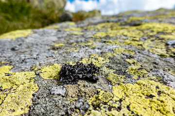 Mountain lichen on a rock in the Low Tatras in Slovakia