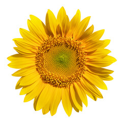 Fototapeta premium Sunflower flower on a white background close up.