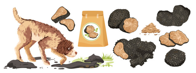 Black truffle mushroom set vector illustration. Cartoon isolated Lagotto Romagnolo dog hunting for truffle tubers, packaging with organic aroma product for cooking, fungi cut in half and slices - obrazy, fototapety, plakaty