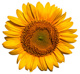 Fototapeta premium Sunflower flower on a white background close up.