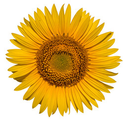 Sunflower flower on a white background close up.