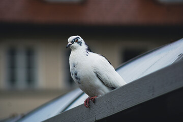 white dove on a roof