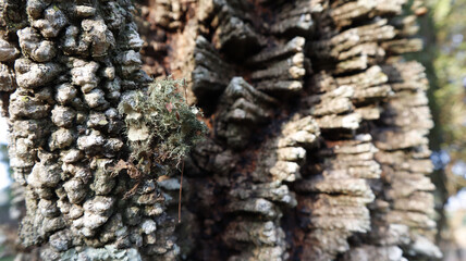 Baumrinde Momentaufnahme