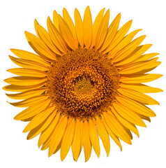 Sunflower flower on a white background close up.