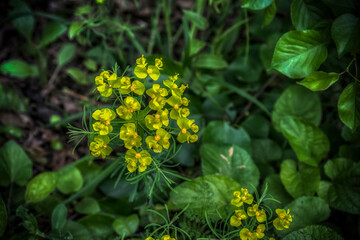 Small yellow euphorbia flowers in the woods