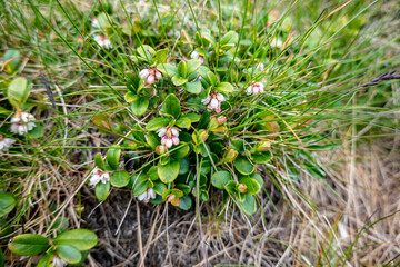 Mountain flowers in the Low Tatras in Slovakia