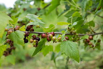 Blurred image of a branch with leaves and unripe currant berries.