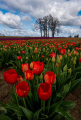 Field of vibrant blooming spring tulips in Oregon