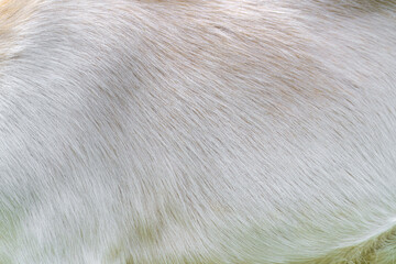 The texture of the wool of a white goat. White animal skin.