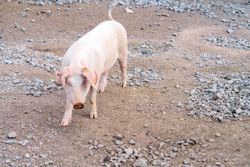 Pig on the farm. Domestic animal is a young pig.