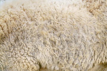 Sheep wool texture. Golden fleece - sheep fur.