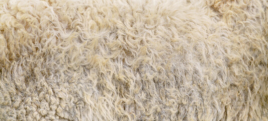 Sheep wool texture. Golden fleece - sheep fur.