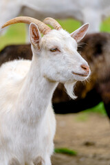 Beautiful white goat. Home pet on the farm.