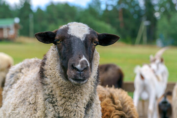 Fototapeta premium Sheep on the farm. Domestic animal sheep.