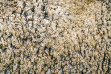 Sheep wool texture. Golden fleece - sheep fur.