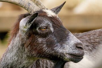 Fototapeta premium Beautiful black goat. Home pet on the farm.