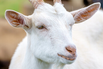 Beautiful white goat. Home pet on the farm.