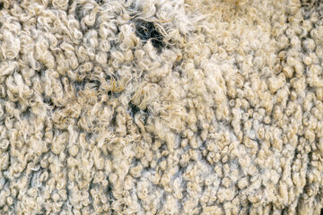 Sheep wool texture. Golden fleece - sheep fur.