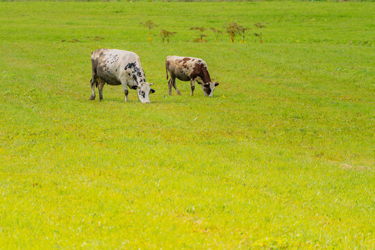 Domestic animals cows graze on a green meadow. Domestic animal cow.