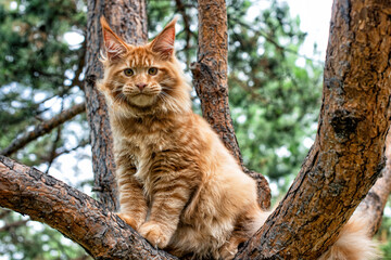 Fototapeta na wymiar A lovely big red maine coon kitten sitting on a tree in a forest in summer.