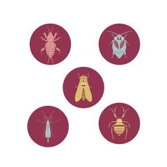 Highlights Cover Icons. Mole cricket, cockroach, horse fly, mosquito, spider. Geometric insect flat vector illustrations set. Stories pictures with several insects