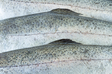 Close-up of trout fish scales. Background