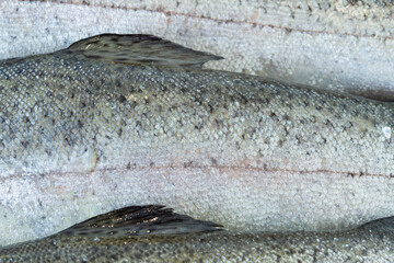 Close-up of trout fish scales. Background