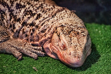 Large monitor lizard sleeping on green grass.