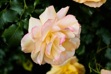 Yellow rose close-up in the garden. Beauty and tenderness, holiday. Nature