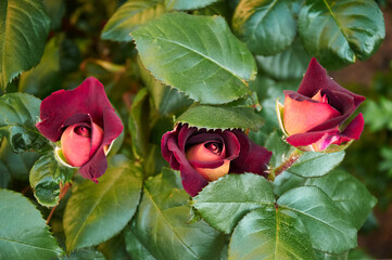 Dark red rose with a yellow center in the garden close-up. Beautiful floral background. Valentine's...